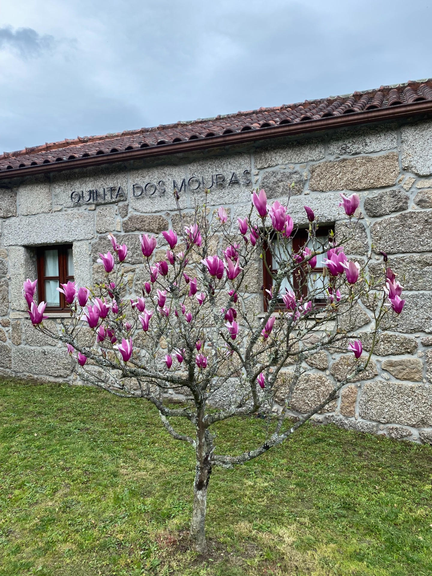Magnólia em flor junto à parede de granito