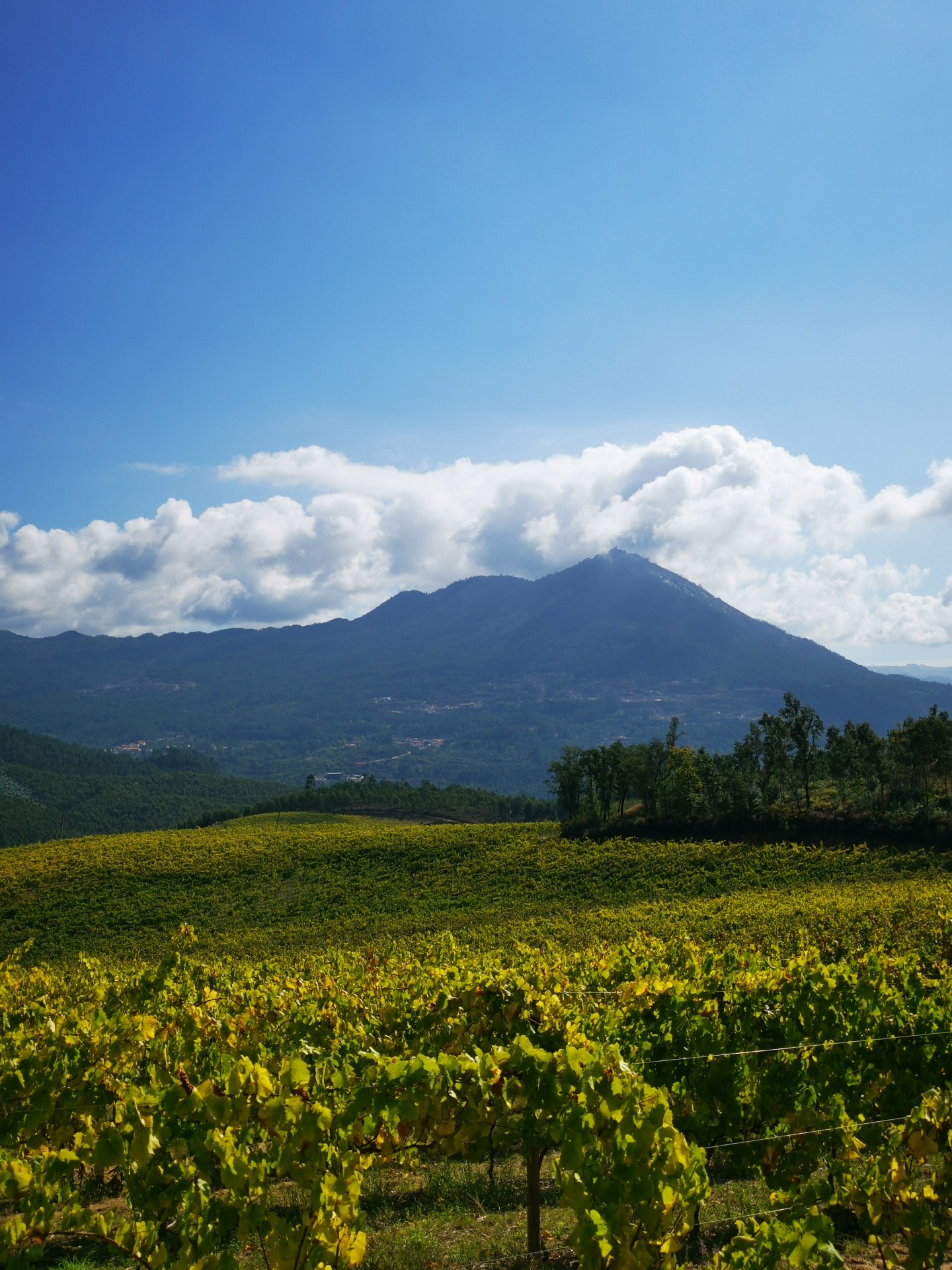 Vinhas e montes